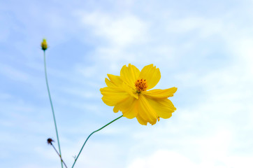 Portulaca oleracea yellow flowers.Portulaca oleracea yellow flowers insunny day.