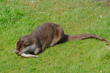 Otter