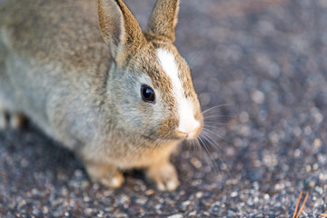 Cute rabbits in rabbit island