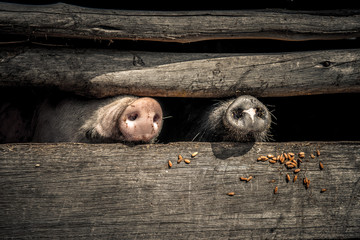 Pig snouts