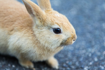 Cute rabbits in rabbit island