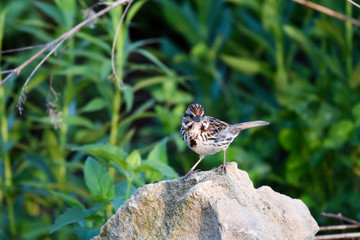 American Tree Sparrow