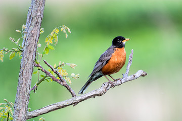 American Robin