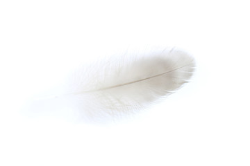 Soft grey duck feather isolated on whit
