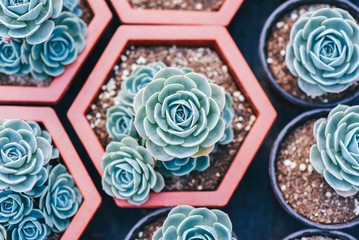 Miniature succulent plants