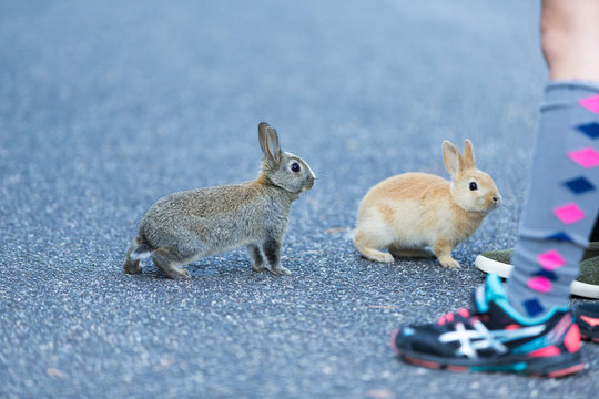 Cute rabbits in rabbit island
