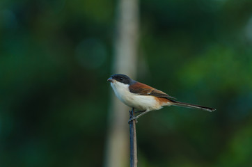 Burmese Shrike perching on a branch