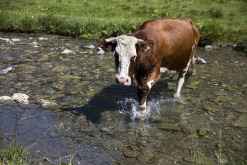 Swiss cow crossing a river stream in in bucolic green summer alpine meadow, Swiss Alps mountain massif, canton du Valais, Switzerland