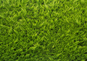 forest background texture