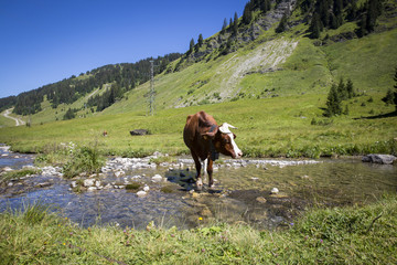 Fototapeta na wymiar Swiss cow crossing a river stream in in bucolic green summer alpine meadow, Swiss Alps mountain massif, canton du Valais, Switzerland