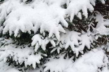 tree on snow, winter holiday
