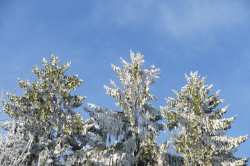 Bäume mit Raureif