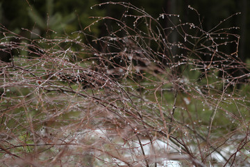 Branches without leaves with drops. Abstract branches background in winter.