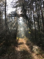 Wald mit Sonne