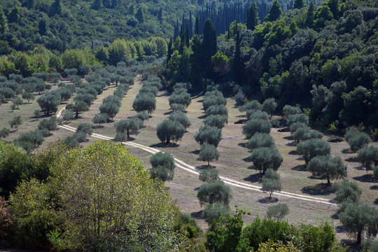 Beautiful View On Olive Grove Among Forest Trees On Mount Athos, Greece