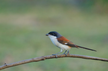 Burmese Shrike perching on a branch
