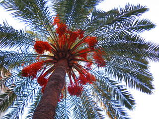 View of underneath side of date palm