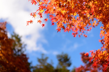 秋、紅葉 