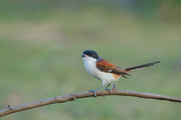 Burmese Shrike perching on a branch