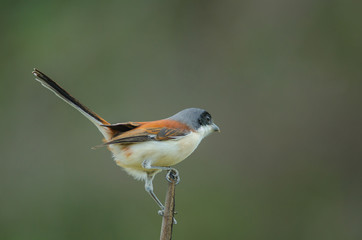 Burmese Shrike perching on a branch
