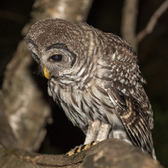 Barred Owl