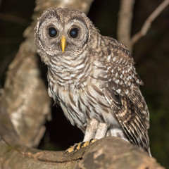 Barred Owl