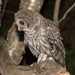 Barred Owl