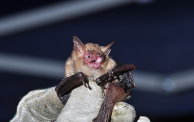Pipistrello