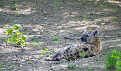 spotted hyena