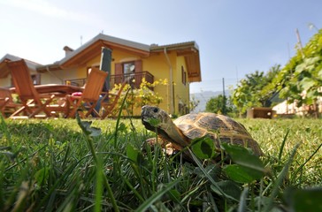 Tartaruga nel giardino
