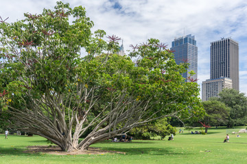 The Royal Botanic Gardens, Sydney, New South Wales, Australia