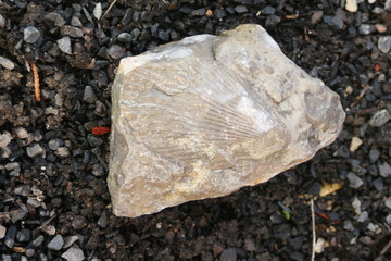 Versteinerung,Fossil