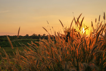 Fantastic sunset with grass flowers , silhouette of blow dried flowers and plants on a background sunset. Shallow depth of field ,back lit. Meadow feather soft light tone, Abstract meadow background