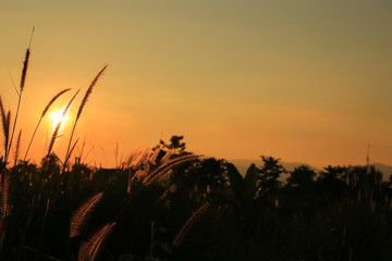 Fantastic sunset with grass flowers , silhouette of blow dried flowers and plants on a background sunset. Shallow depth of field ,back lit. Meadow feather soft light tone, Abstract meadow background
