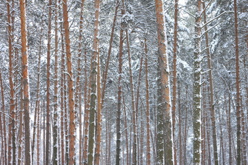 Snow covered pine trees in winter forest. Winter forest with trees. Outdoor woods nature landscape at cold day. Cold day in snowy winter forest.