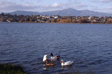 Grupo de patos en el paisaje