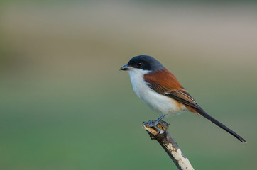 Burmese Shrike perching on a branch