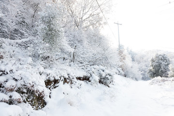 Winter landscape with snow covered forest