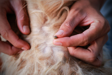 the tick on a dog skin , hand holding dog ticks ,