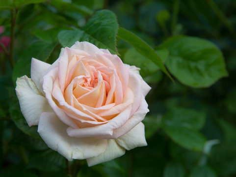 Hybrid Tea Rose Cultivar Madame Anisette (KORDES) Closeup In The Garden