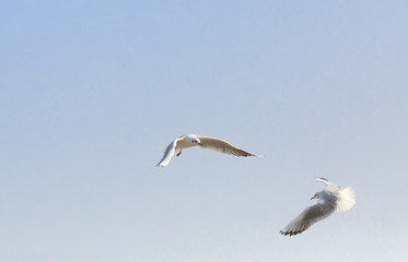 black-headed gulll  flying in the sky