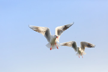 Two black-headed Gull are   flying in the sky
