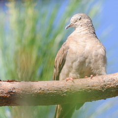 Looks like the bird is sad, upset.