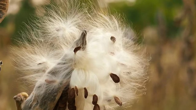 Fluff flowers and seeds
