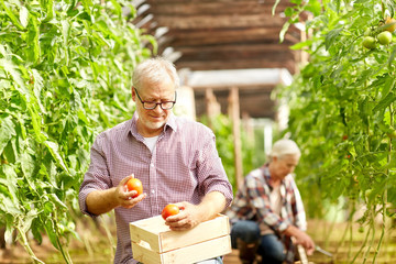 old man picking tomatoes up at farm greenhouse