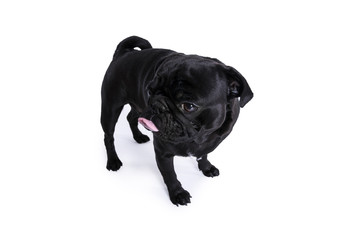 Funny pug dog with tongue isolated on white background