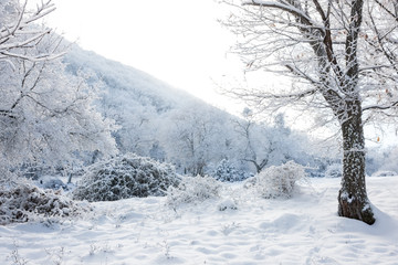 Winter landscape with snow covered forest