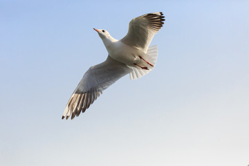 black-headed gulll  flying in the sky