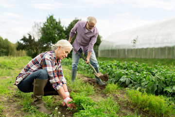 senior couple working in garden or at summer farm