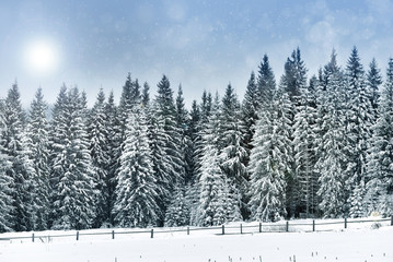 Winter landscape with snowy trees and snowflakes, Christmas conc